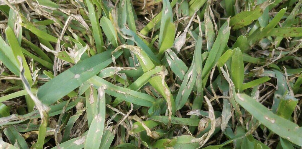 Gray Leaf Spot on St. AugustineGrass