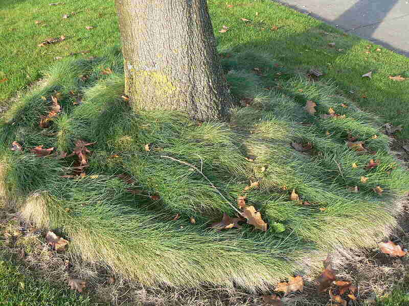 A Tree With Fine Fescue Grass