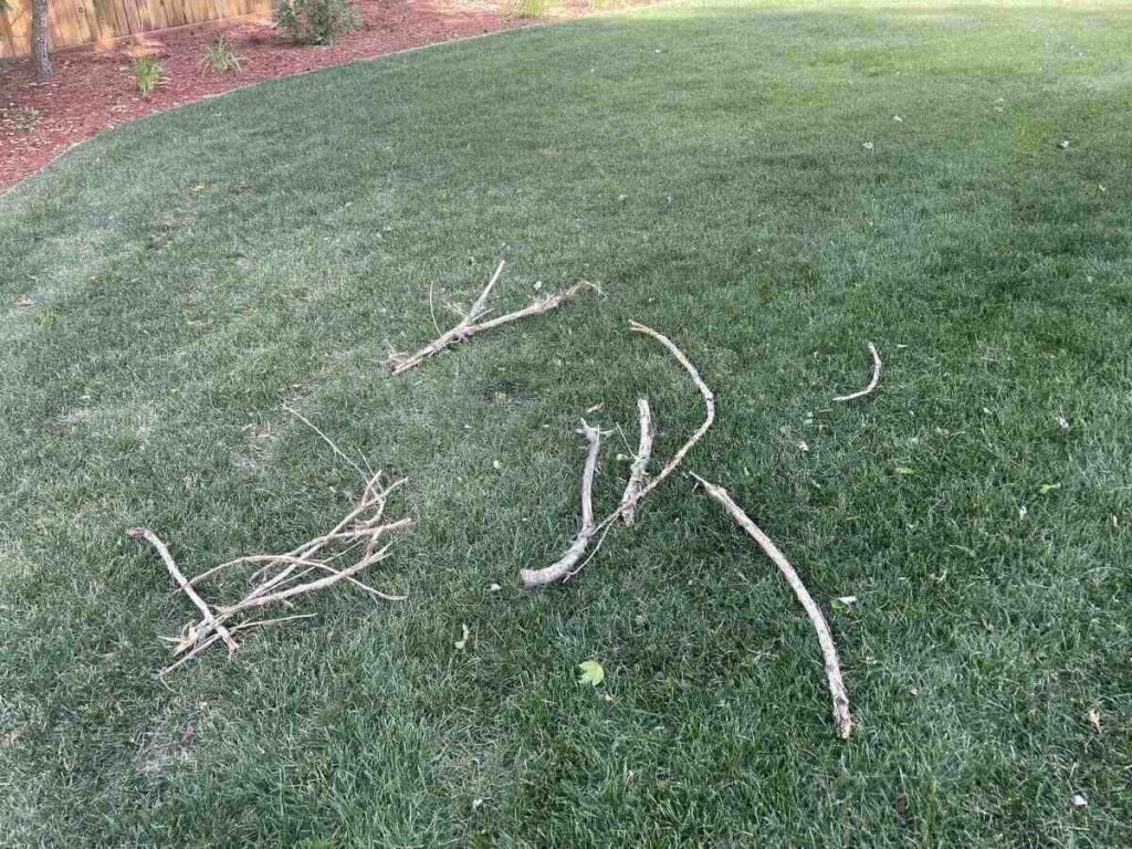 Sticks on Lawn