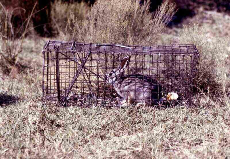 Rabbit in a trape