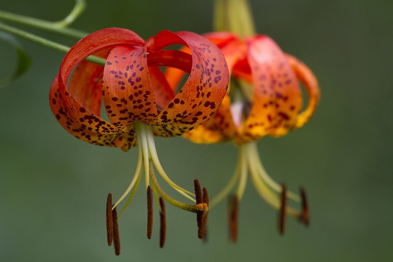 Turk’s-cap Lily