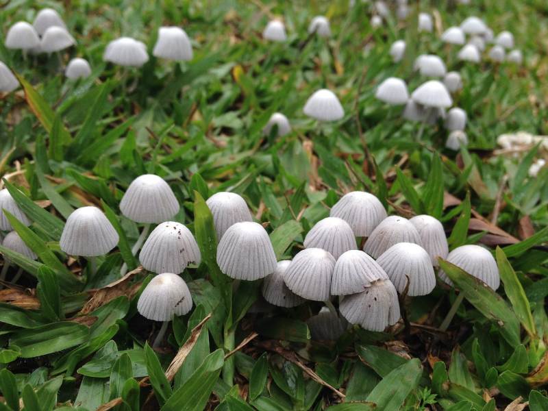 Mushrooms in Lawn