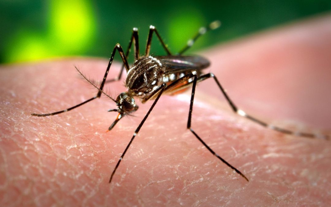 Florida Homeowners: How to Rid Your Lawn of Mosquitos