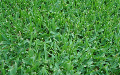 Dallas Homeowners: How to Care for St. Augustine Grass