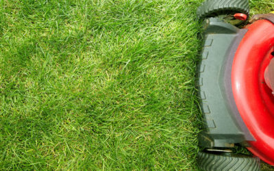 Dallas Homeowners: Monthly Lawn & Garden Tips