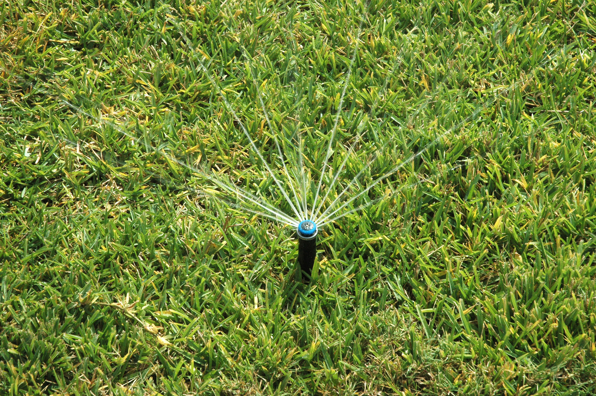 Dallas Homeowners: How to Care for St. Augustine Grass | Wikilawn