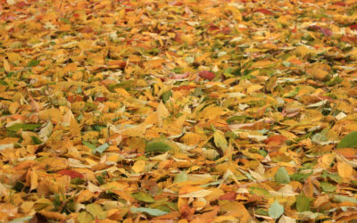 5 Fall Landscaping Tips To Maintain Your Curb Appeal