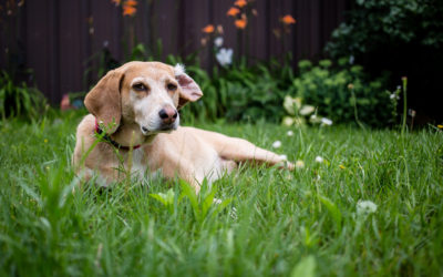 Helpful Tips for Pet-Proofing Your Austin, TX Landscape