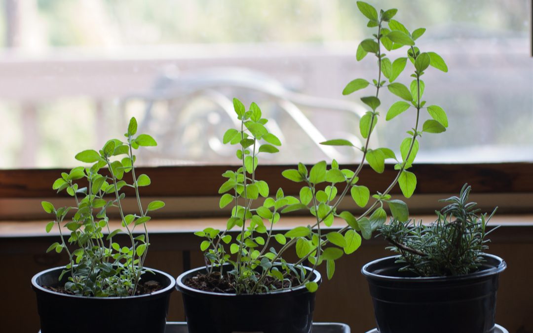Dallas Residents: Here’s How to Start an Herb Garden in Your Kitchen
