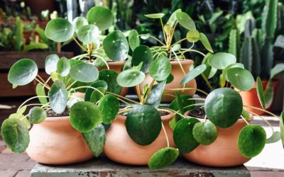 These Are 5 Houseplants Perfect for the Austin Home
