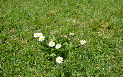 Pflugerville, TX Homeowners: How to identify and eradicate these 6 common weeds