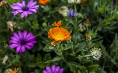 5 Ways to Refresh Your Georgetown, TX Landscape with a Pop of Color