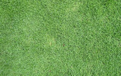 Lawn Care: The Definitive Guide to Bermuda Grass