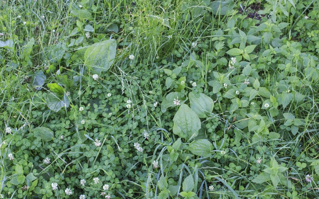 The Definitive Guide to Identifying Common Lawn Weeds