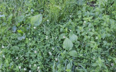 The Definitive Guide to Identifying Common Lawn Weeds