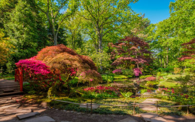 How to Create a Backyard Japanese Zen Garden