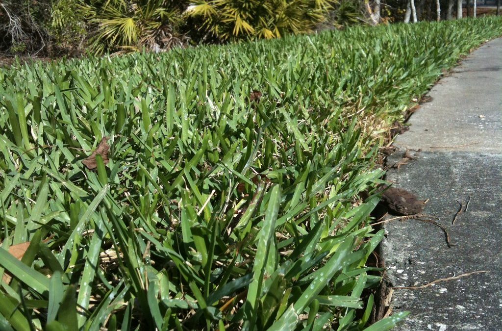 The Definitive Guide: St. Augustine Grass