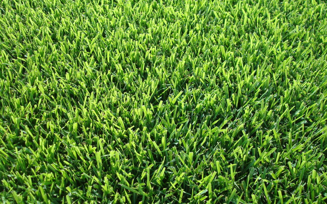 The 4 Most Common Grass Types in San Antonio