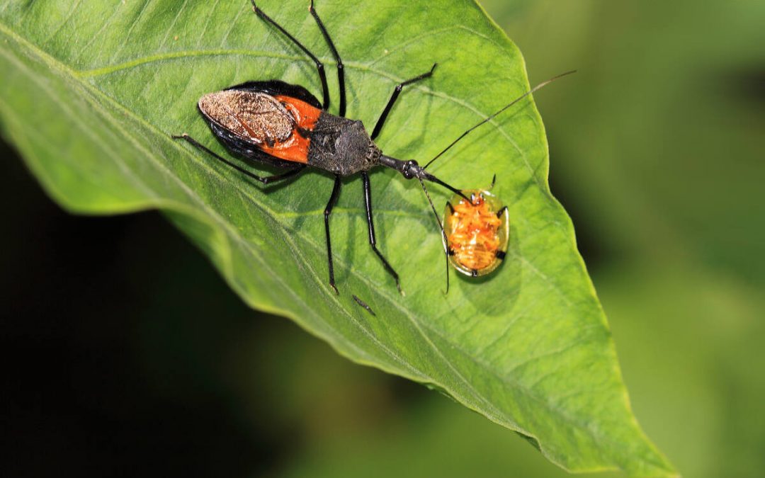 9 Worst Bugs for Atlanta Lawns (and How to Get Rid of Them)