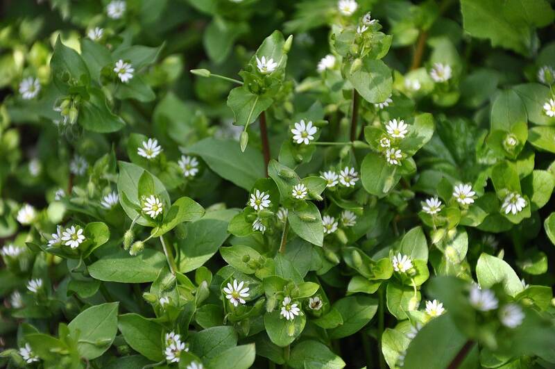 closeup image of common chickweed with white flowers