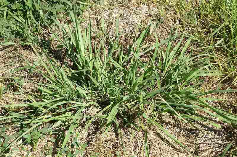 closeup image of dallisgrass in a garden