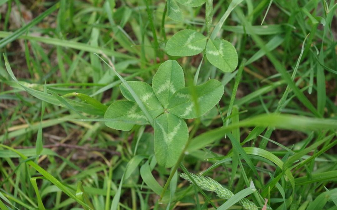 8 Worst Lawn Weeds in Atlanta, GA (and How to Get Rid of Them)