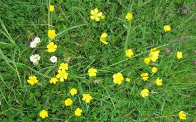 14 Worst Lawn Weeds in Dallas, TX (and How to Get Rid of Them)
