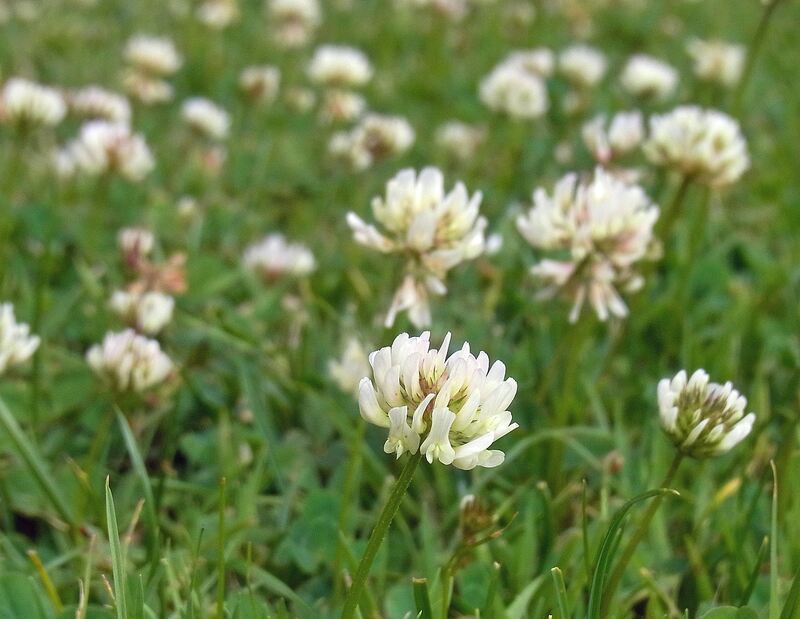 large number of white clovers in a garden