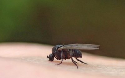 Worst Backyard Pests in Raleigh and How to Control Them