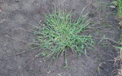 The Worst Weeds in Tampa and How to Get Rid of Them