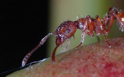 The Worst Pests in San Antonio and How to Get Rid of Them