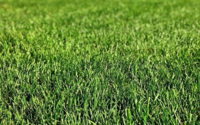 A Guide to Summer Lawn Care in Washington DC