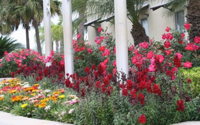 Native Plants and Flowers That Thrive in San Antonio