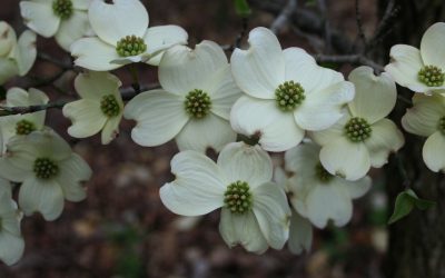 Native Plants That Thrive in Raleigh, NC