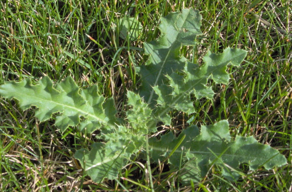 Common Weeds and Lawn Diseases in San Antonio, TX
