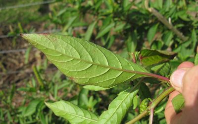 Worst Weeds in Cincinnati Lawns