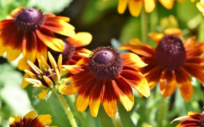 Native Plants for Fort Worth