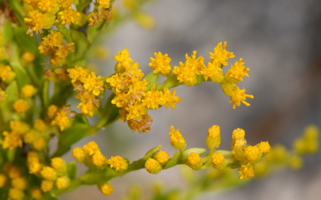 12 Best Native Plants for Tampa, FL