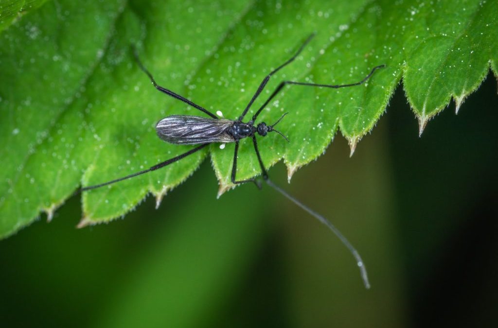 The Worst Backyard Pests in Charlotte, N.C.