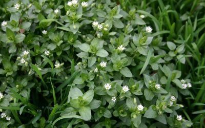 The Worst Weeds in Your San Antonio Lawn