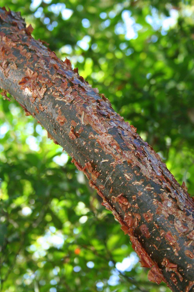 Gumbo limbo trunk