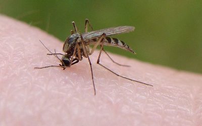 Worst Backyard Pests in Cincinnati and How to Control Them