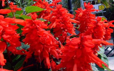 Native plants for Baton Rouge, LA