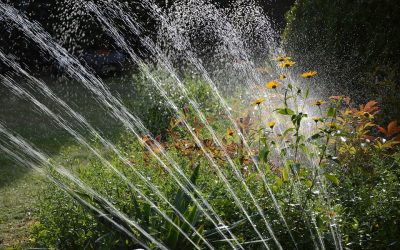 Watering Restrictions in Tampa