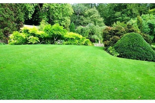 Everything to Know About Kentucky Bluegrass