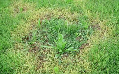 How to Treat 5 Common Lawn Diseases