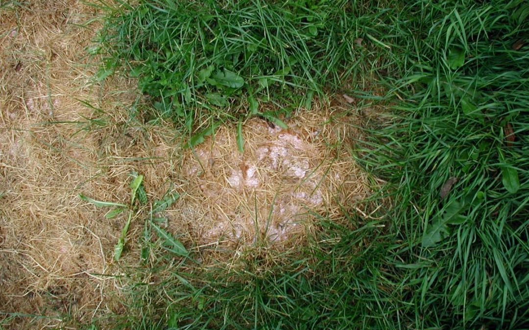 How to Avoid Fertilizer Burn on Lawns
