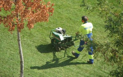 Lawn Aeration: DIY Vs. Hiring a Professional