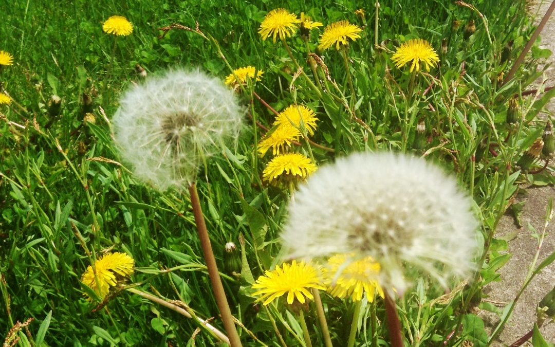 How to Kill Off Dandelions