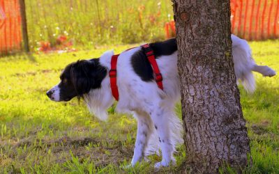 How to Prevent, Repair Dog Pee Spots in your Grass